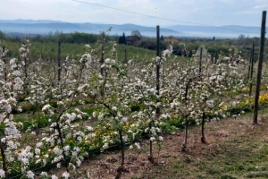 Izvršite preventivnu zaštitu od krastavosti jabuke