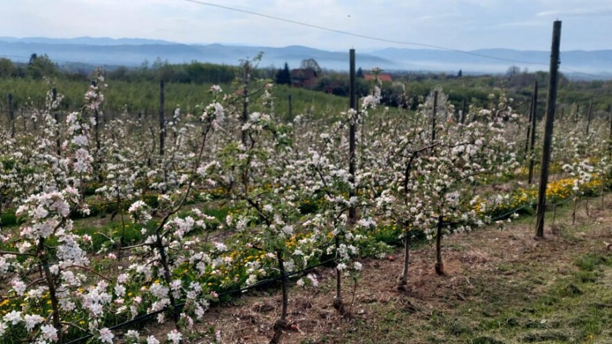 Izvršite preventivnu zaštitu od krastavosti jabuke