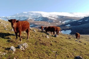 Američki san ostvaruje u BiH - salersi s lakoćom prezimili na Bjelašnici