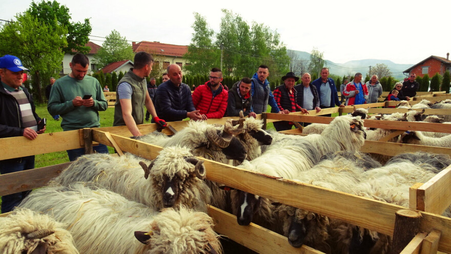 Održana "Izložba stoke" i predstavljena najbolja grla pramenke