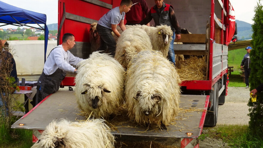 Stočarska izložba na Kupresu - prijave grla u toku