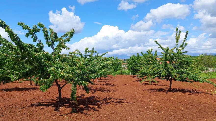 Stradale hercegovačke trešnje, jagode i krompir, cijene će rasti