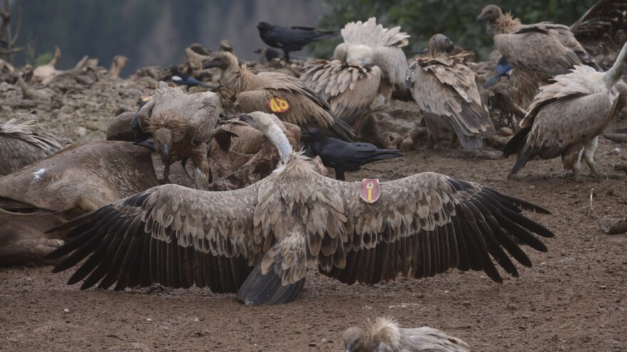 Naši supovi se vraćaju kući: Natalija stigla, a uskoro će i Jefimija
