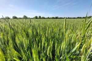 Povećanje cijene pšenice nije dugo trajalo