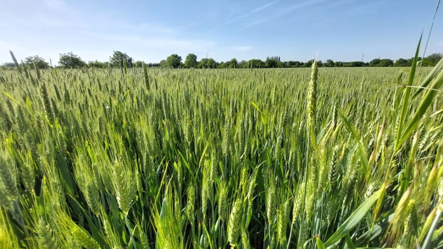 Povećanje cijene pšenice nije dugo trajalo