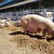 Revolucionarni uzgoj svinja dolazi iz Nizozemske?