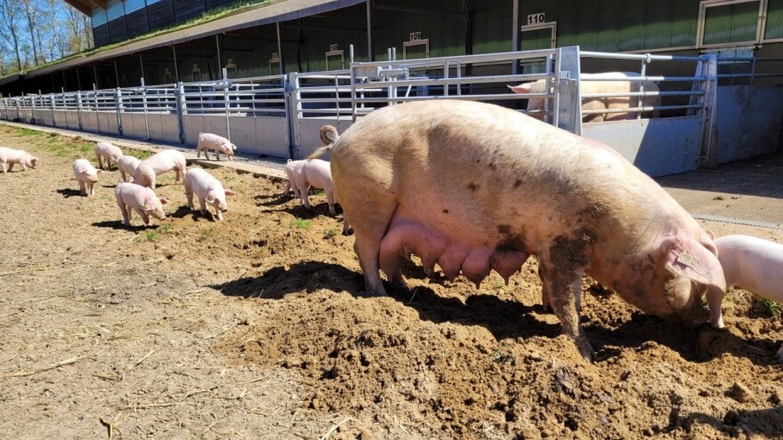 Revolucionarni uzgoj svinja dolazi iz Holandije?