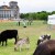 Doveli krave pred zgradu parlamenta - što traže njemački stočari?