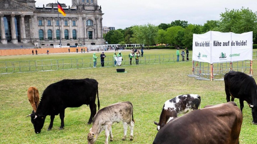 Doveli krave pred zgradu parlamenta - šta traže njemački stočari?