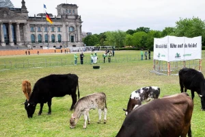 Doveli krave pred zgradu parlamenta - šta traže nemački stočari?
