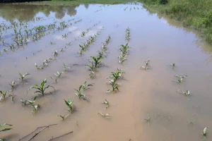 Farmeri traže hitnu reakciju FMPVŠ: Propadaju usjevi, poticaja nema