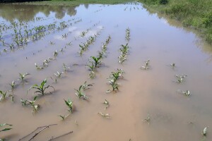Farmeri traže hitnu reakciju FMPVŠ: Propadaju usjevi, poticaja nema