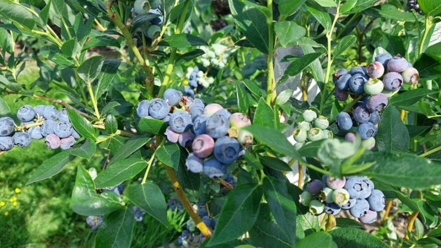 Prerada nije rješenje: Borovnicu je najbolje prodavati svježu