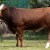 Upoznajte Husima - najkompletnijeg PP bezrožnog bika na svetu!
