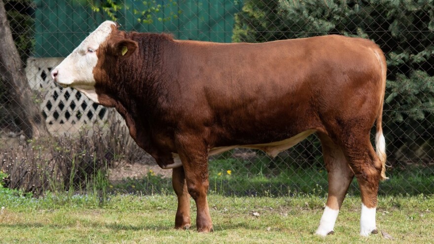 Upoznajte Husima - najkompletnijeg PP bezrožnog bika na svetu!