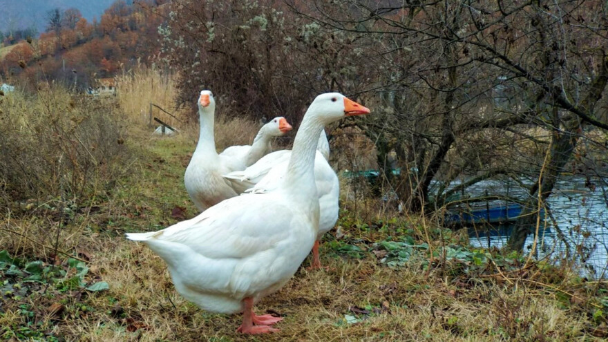 Guske na sudu: Obrstile komšiji kukuruz, vlasnik ih mora primiriti