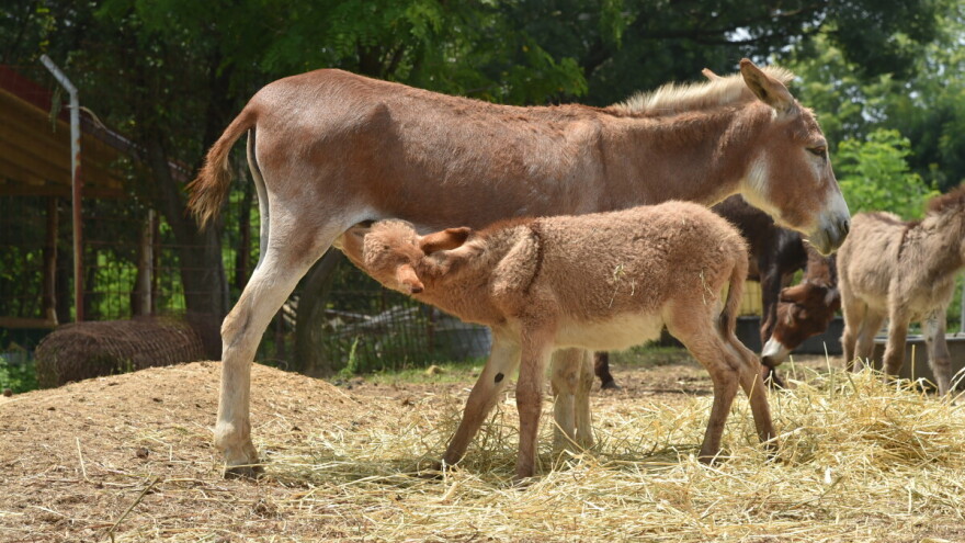 Farma domaćeg balkanskog magarca u srcu Šumadije