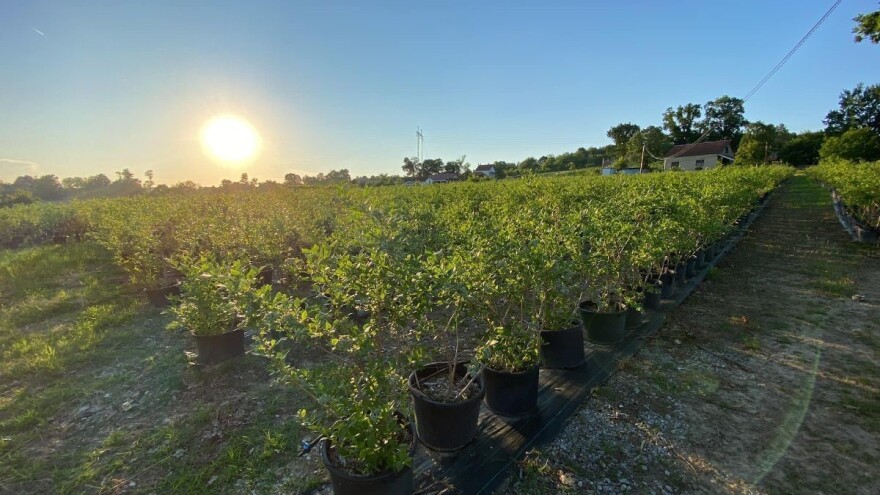 Prednost uzgajanja borovnice u saksiji u odnosu na bank?