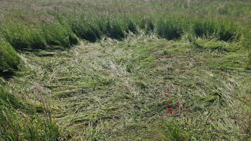 Kakva drskost: Mladenci zbog fotografiranja izgazili livadu