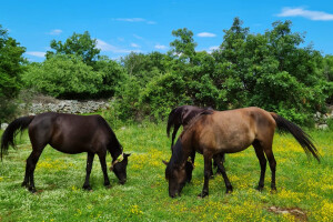 Braća Šutalo osnovala ergelu bosanskih brdskih konja - vodi ih ljubav pokojnog djeda