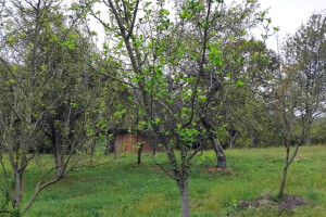 Ako su voćke ponovo olistale, morate reagirati prije zime