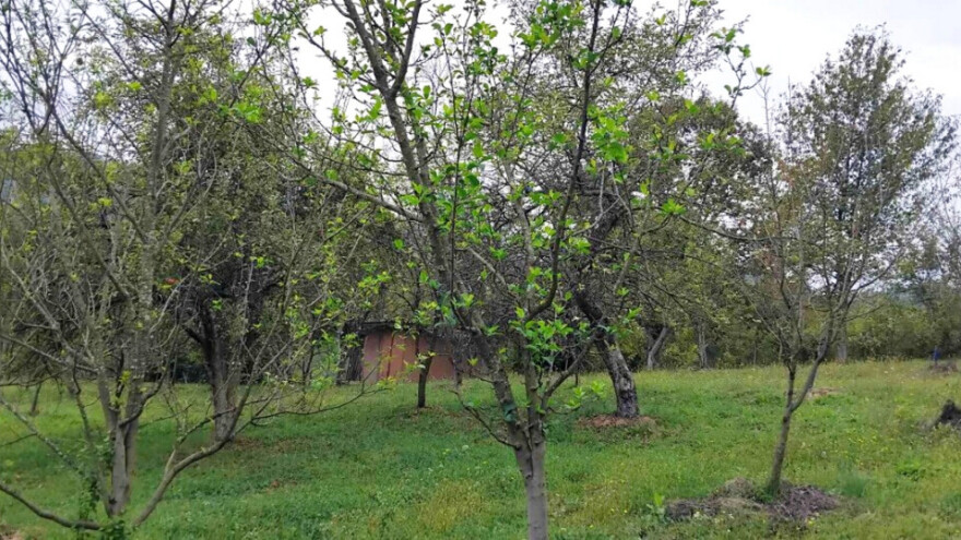 Ako su voćke ponovo olistale, morate reagovati pre zime