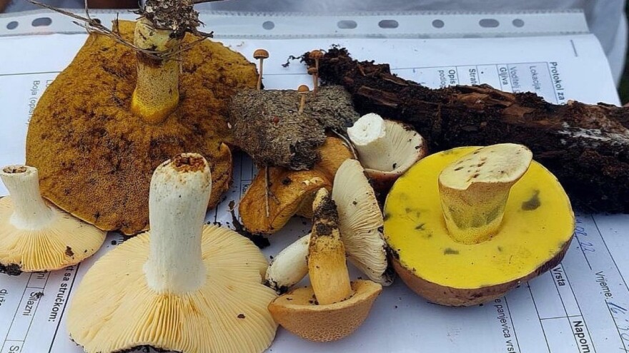 S pravom ih zovite "gljivarski raj": Koliko je vrsta pronađeno u Nacionalnom parku "Una"?