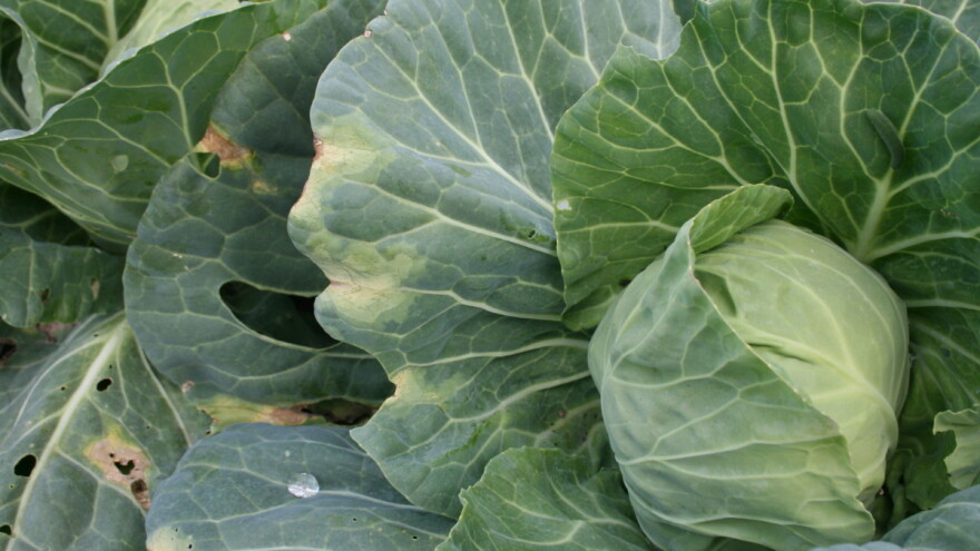 Najčešće bolesti kupusa tijekom ljeta - prepoznajte i suzbijte