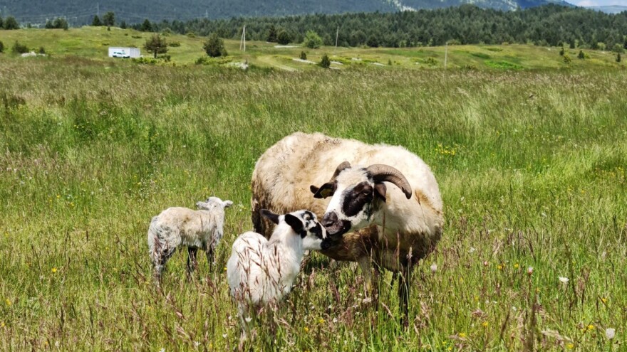 Obavite poslove ove sedmice, vrućine neće dugo potrajati