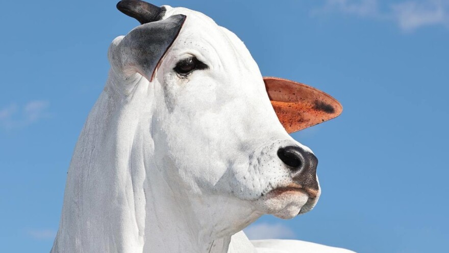 Nelore krava najskuplja na svijetu - koliko košta doza sperme bikova?