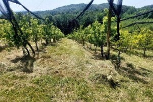 Kako i zašto obaviti ljetnu rezidbu krušaka?