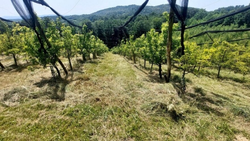 Kako i zašto obaviti letnju rezidbu krušaka?
