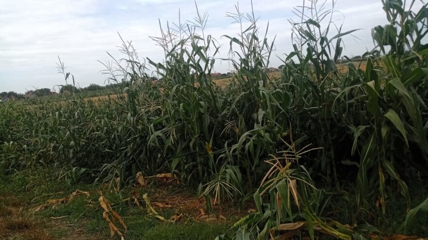 Šteta od oluje: Osam sela Trstenika, usevi i pola miliona stabala u Bačkoj Palanci