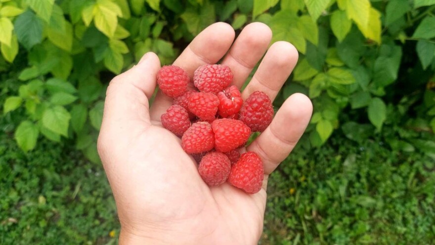 Teški dani za malinare: Rod odličan, cijena sramotna
