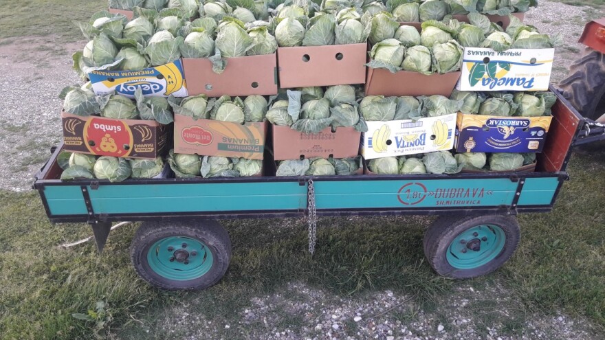 Goran Simić: Mladi poljoprivrednik s 50 plastenika najavljuje širenje proizvodnje