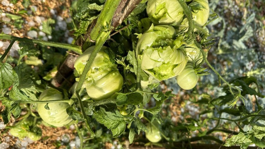 Što s usjevima poslije tuče? Evo kako sanirati štetu