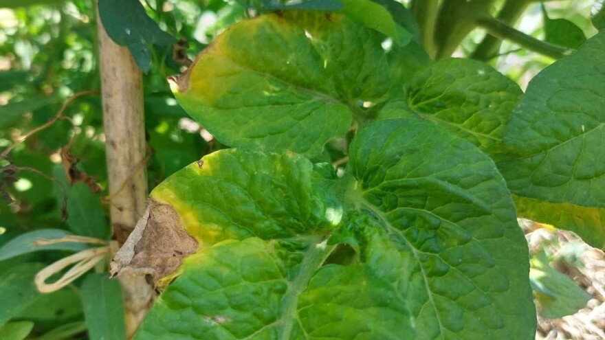 Upoznajmo plamenjače - ona na krastavcu neće zaraziti paradajz i krompir