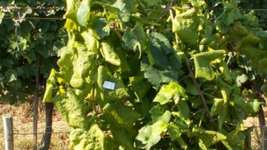 Vinogradari oprez: Vinovoj lozi preti zlatasto žutilo. Na šta posebno obratiti pažnju?