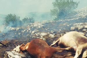 Na području Gacka bjesne požari - nastradale krave
