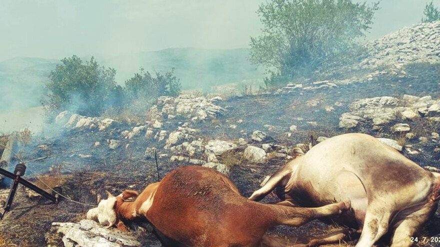 Na području Gacka bjesne požari - nastradale krave