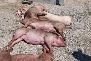 Svinjogojci nisu bili educirani o kategorizaciji? Oglasilo se i Ministarstvo poljoprivrede