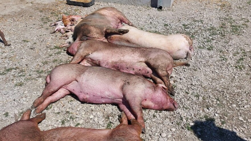 Svinjogojci nisu bili educirani o kategorizaciji? Oglasilo se i Ministarstvo poljoprivrede