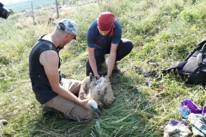 U Srbiji nemoguća misija: Naši ornitolozi beloglave supove prstenovali u Bugarskoj