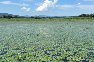 "Cvetale" alge na akumulaciji Gruža - šta to znači?
