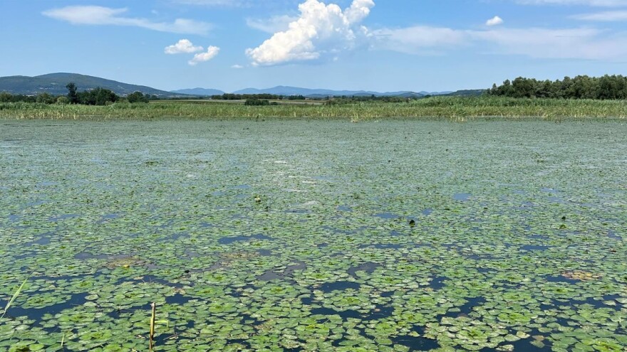 "Cvetale" alge na akumulaciji Gruža - šta to znači?