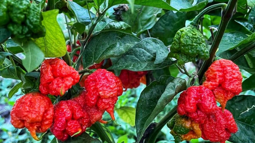 Da li su ljute papričice zdrave?