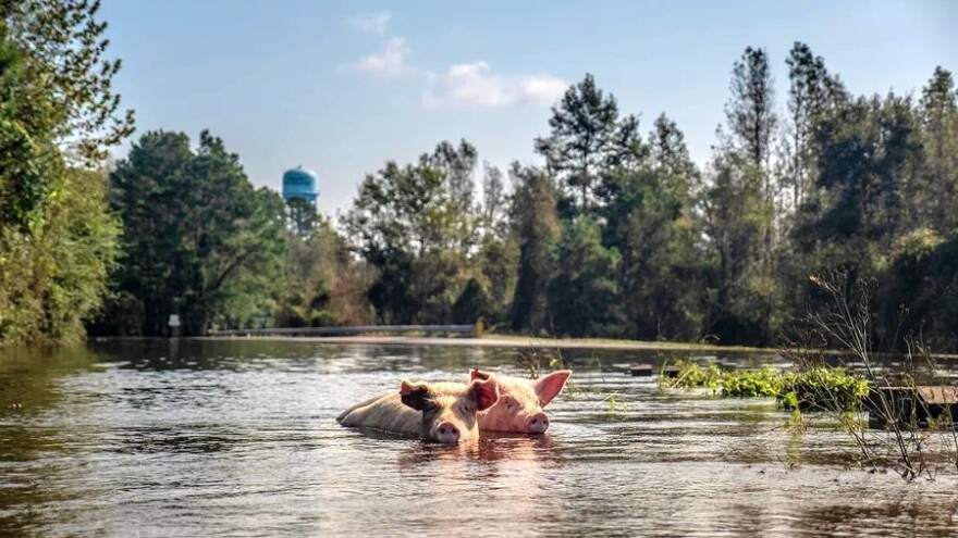Oluja poharala regiju: Najveći udar pretrpjele slovenske farme
