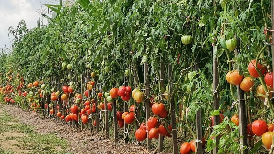 Da li može bez plamenjače? Može, ali... Mladen Katić podelio je sedam saveta