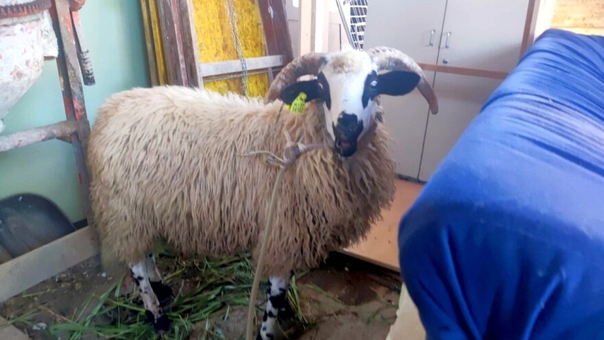 Stranci kupili ovna, a on zbog jezičnog nesporazuma lutao Zagrebom?