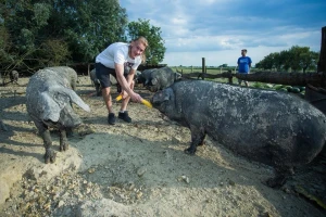 Sa zelenih travnjaka Rusije, na pašnjake Slavonije: Domagoj Vida završio u svinjcu!